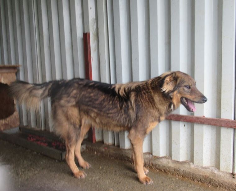 THUNDER !! + de 4 ans de box" - mâle croisé, de taille moyenne, né juin 2016 environ - REMEMBER ME LAND - Décédé  Thunde11