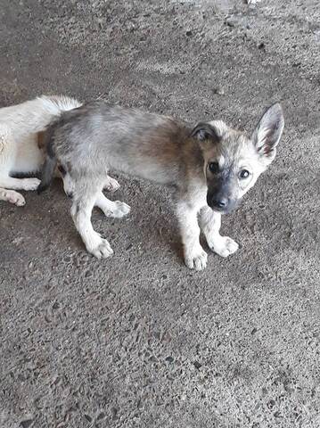 Loupia Femelle Croisée Chien Loup Taille Moyenne Adulte
