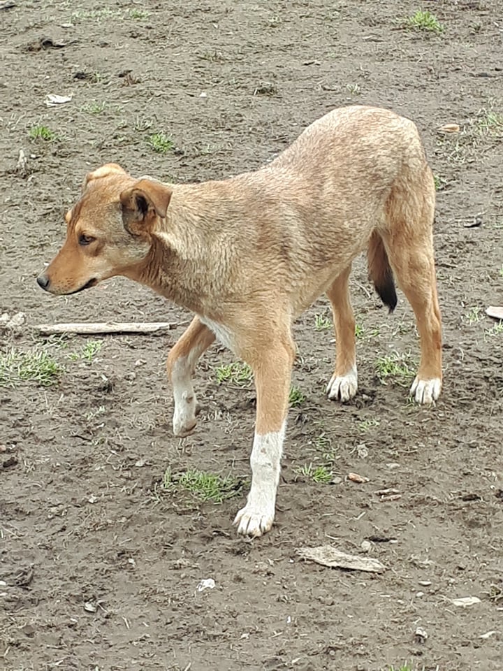 GINGER (ex YARA) - femelle croisée de taille moyenne, née début avril 2017 - REMEMBER ME LAND - Adoptée par Raquel (Belgique)  Yara11