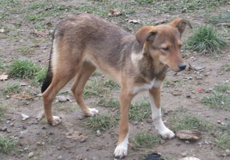 GINGER (ex YARA) - femelle croisée de taille moyenne, née début avril 2017 - REMEMBER ME LAND - Adoptée par Raquel (Belgique)  Yara310