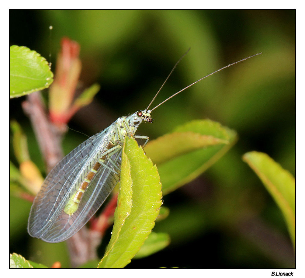 Chrysopidae Ephmr10