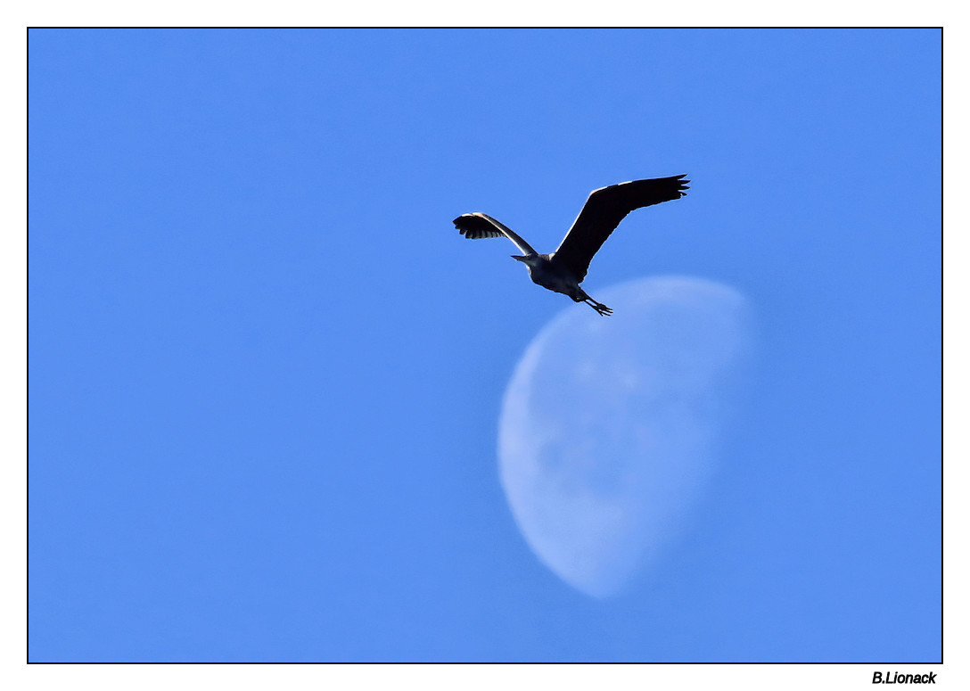De lune à l'autre Heronl10