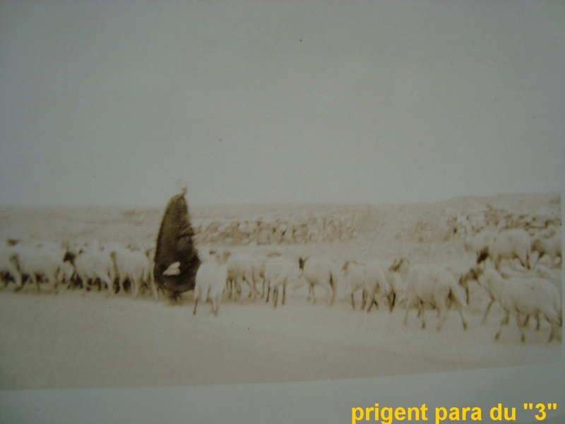 Photos souvenir  de l'Algérie en guerre 55/58 Dsc00753