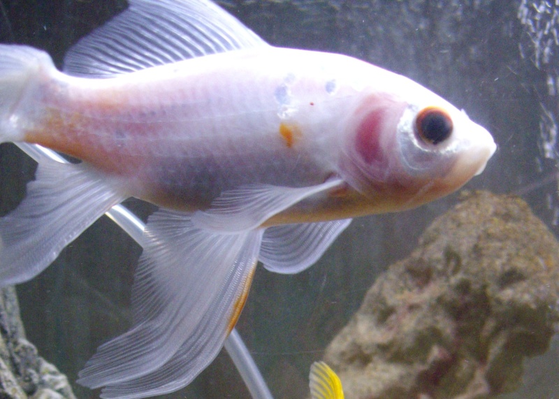 Vos plus belles photos aquariophile! - Page 4 Mes_po10