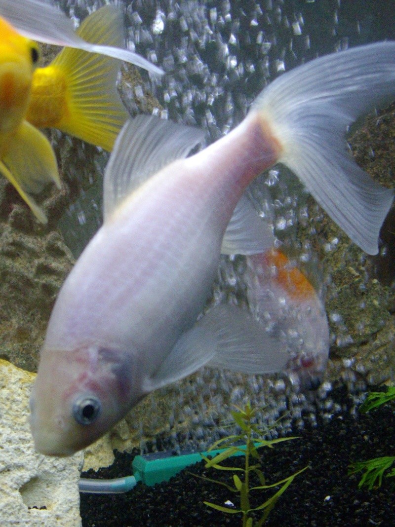 Vos plus belles photos aquariophile! - Page 4 Mes_po11