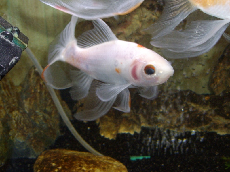Vos plus belles photos aquariophile! - Page 4 Mes_po13