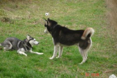 LAIKA et PRINCESSE HUSKY SIBERIEN  (F) URGENT (BELGIQUE)ADOPTEES - Page 14 15168412