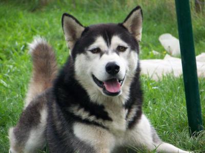 LAIKA et PRINCESSE HUSKY SIBERIEN  (F) URGENT (BELGIQUE)ADOPTEES - Page 14 15169611