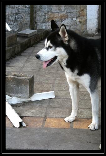 LAIKA et PRINCESSE HUSKY SIBERIEN  (F) URGENT (BELGIQUE)ADOPTEES - Page 14 N1557410