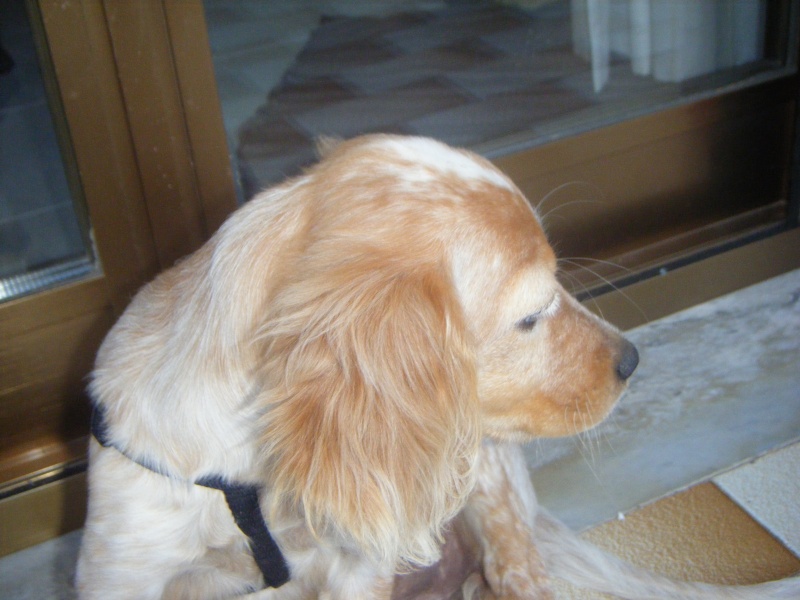 Questo è il mio cane incrocio breton\setter Dscf0710