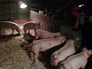 Wanted**** Landrace Show Pig's Pig_711