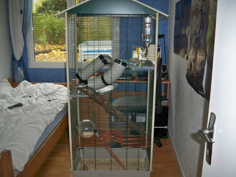 ma nouvelle cage  100_0510