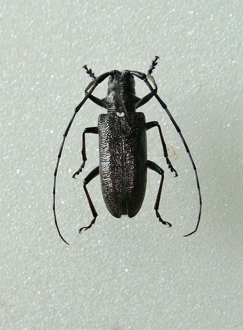 [Monochamus scutellatus]Cerambycidae Québec 2 Img_8211