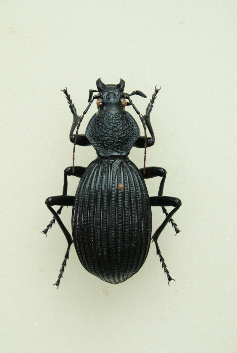 [Tefflus megerlei]Carabidae de Côte d'Ivoire Img_8822