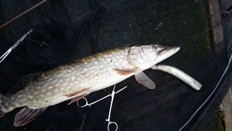 Another pike session  20180121
