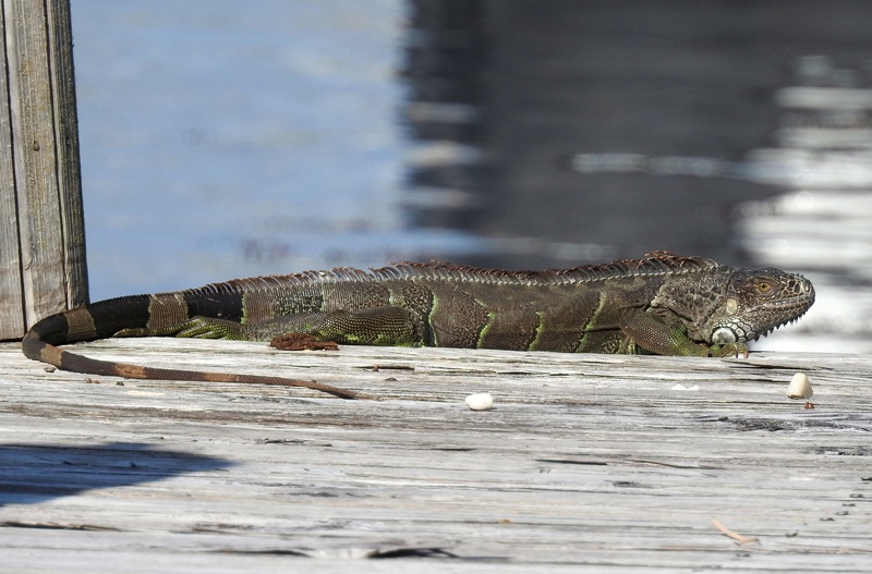 [Fil ouvert à tous] Reptiles, serpents, tortues, amphibiens, ... - Page 8 2018-047