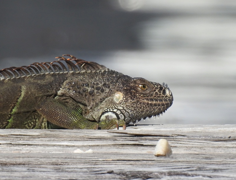 [Fil ouvert à tous] Reptiles, serpents, tortues, amphibiens, ... - Page 8 2018-049