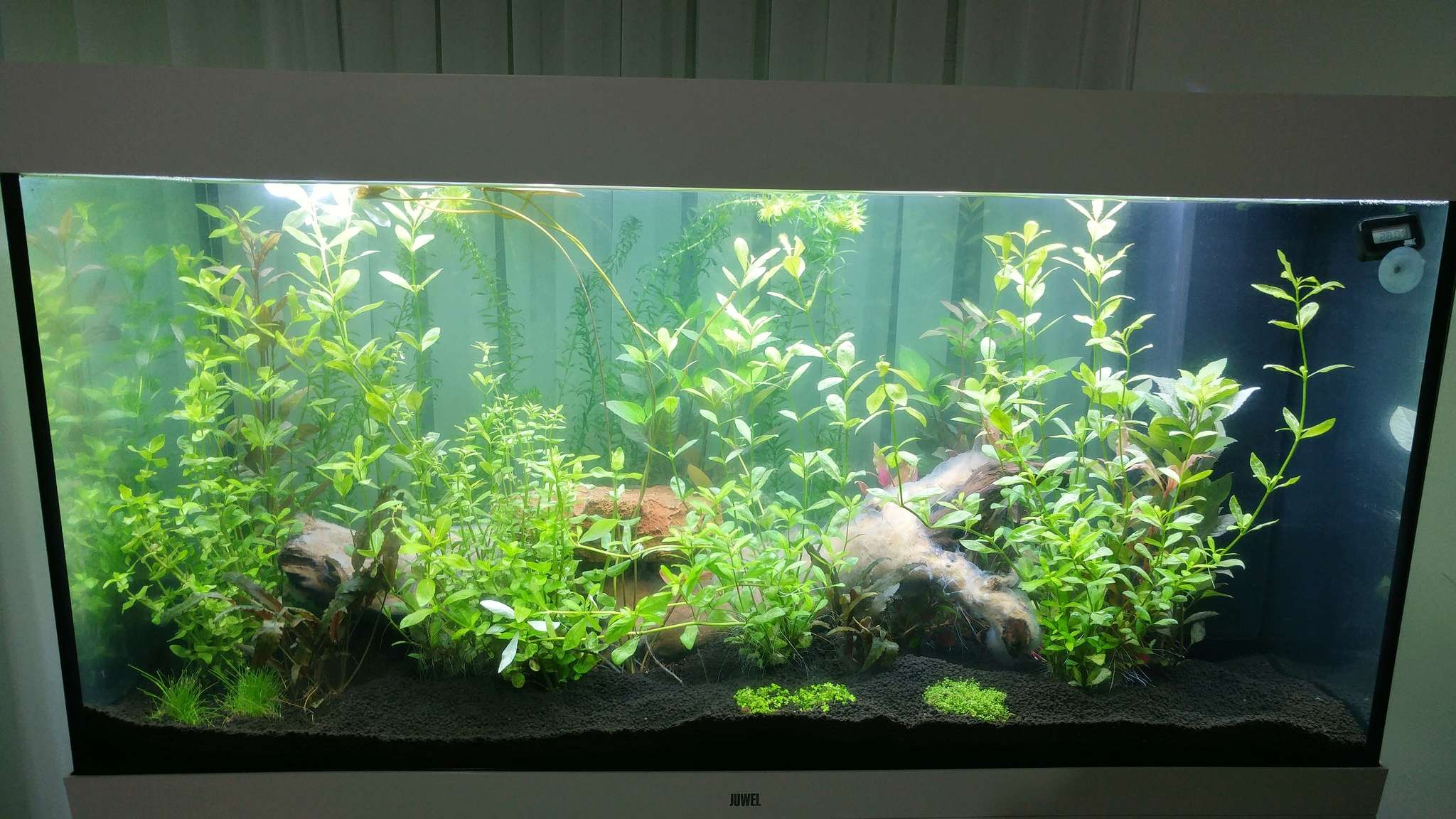 Projet 350L - Arrive des Apistogramma Macmasteri 20180513