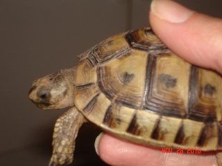 renseignement au sujet de petite tortue Dsc00411