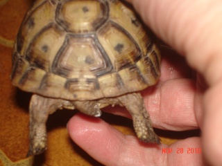 renseignement au sujet de petite tortue Dsc00413