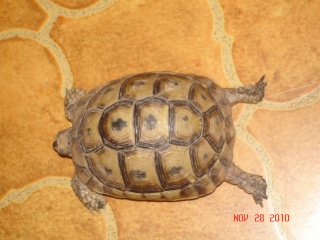 renseignement au sujet de petite tortue Dsc00414
