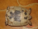 renseignement au sujet de petite tortue Dsc00410