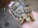 renseignement au sujet de petite tortue Dsc02913