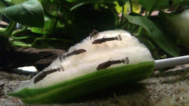 Proven pair of bristlenoses for sale Babies12
