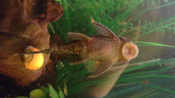 Proven pair of bristlenoses for sale Girl210