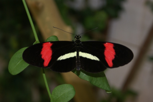 [Lepidoptera divers] La serre aux papillons Dsc08913