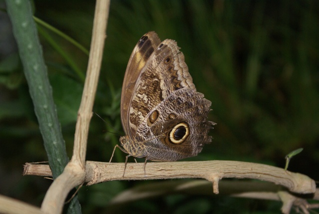 [Lepidoptera divers] La serre aux papillons Dsc08915