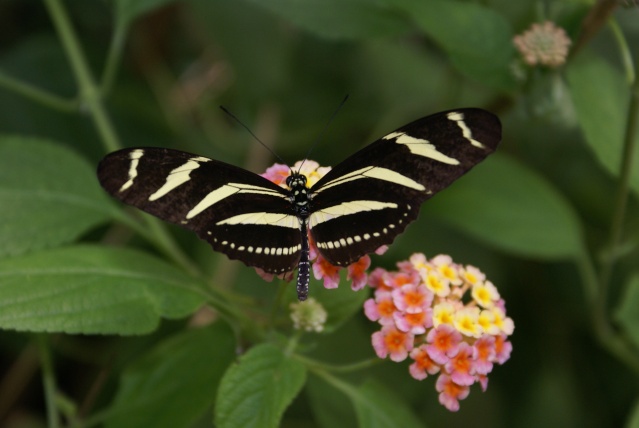[Lepidoptera divers] La serre aux papillons Dsc08916