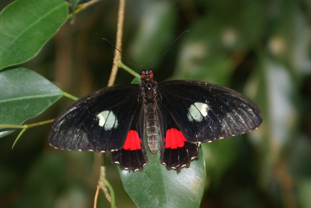 [Lepidoptera divers] La serre aux papillons Dsc09010