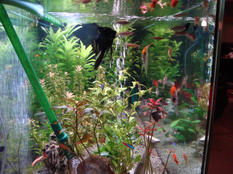 Le petit Aquarium de fammille  Aquari10