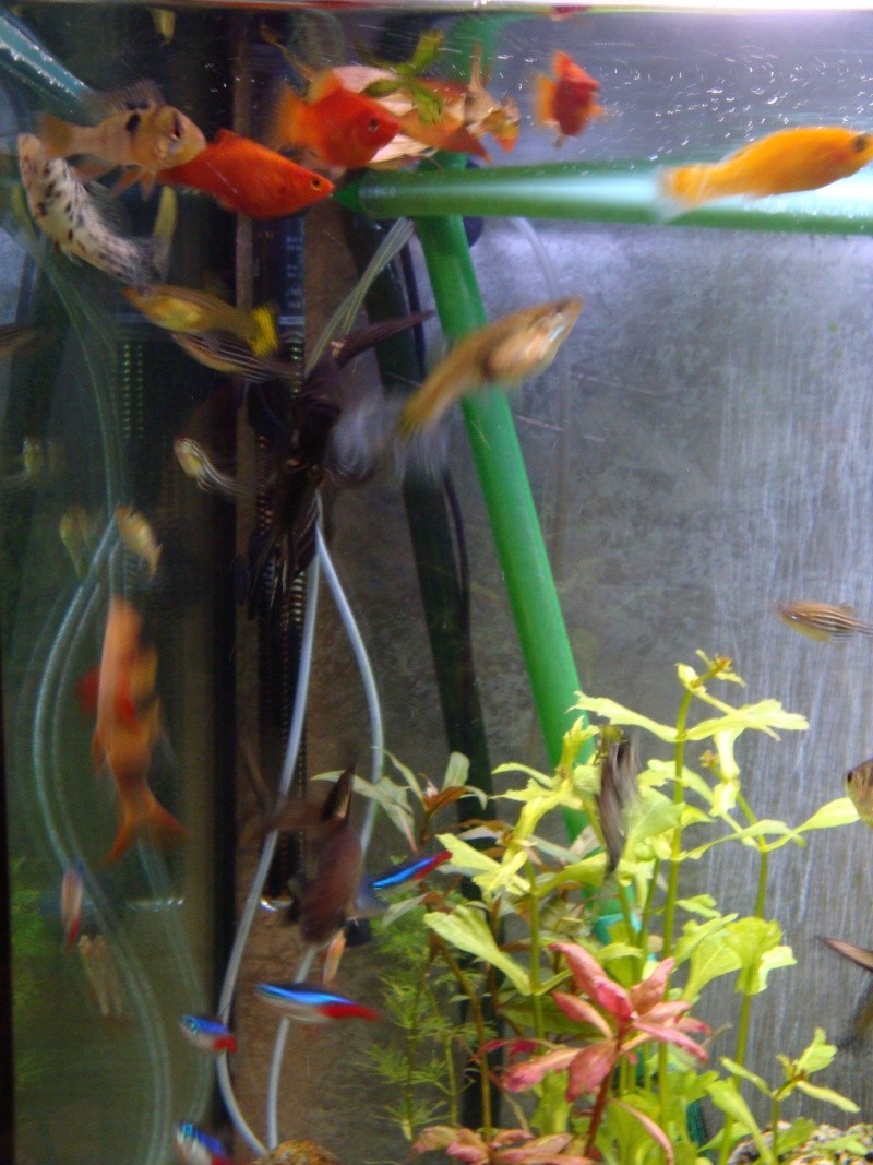 Le petit Aquarium de fammille  Aquari14