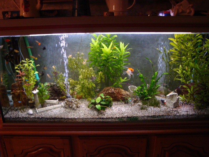 Le petit Aquarium de fammille  Dsc02310