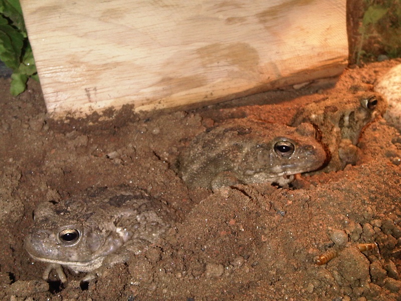 Bufo regularis  Img00616