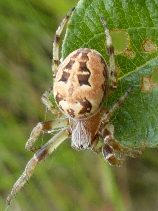 Larinioides corrnutus? P1140410