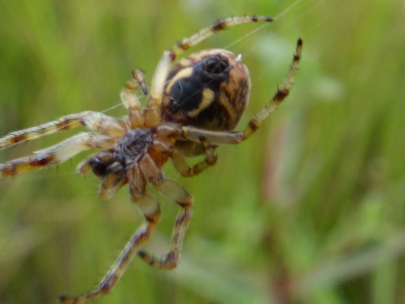 Larinioides corrnutus? P1140412