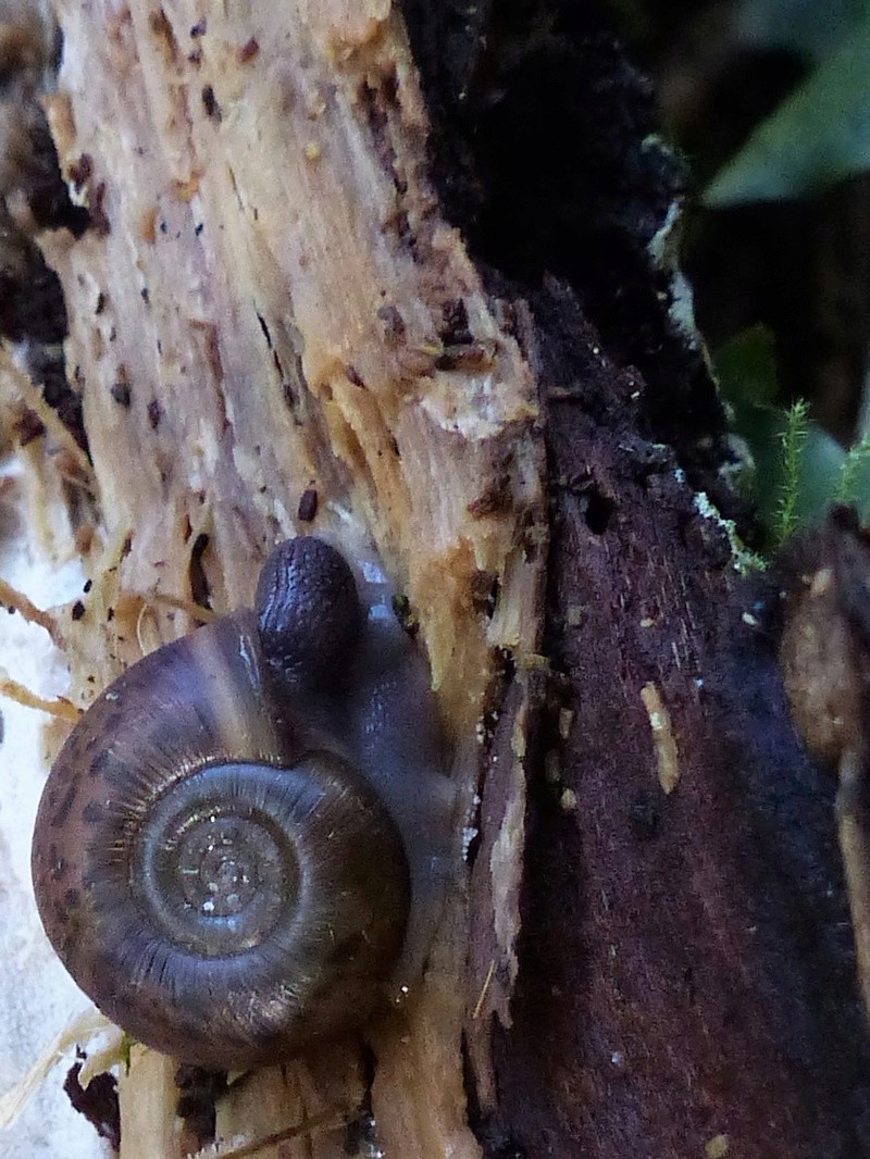 [Elona quimperiana] Avez-vous vu l'escargot de Quimper ? P1150410