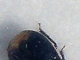 [Legnotus sp. _ Legnotus limbosus] punaise de l'euphorbe? P1160720
