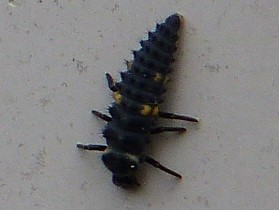 larves coccinelles a 7 points P1160810