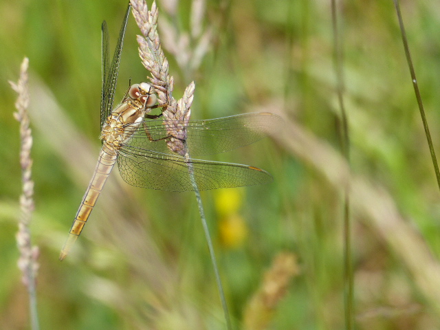 [Orthetrum brunneum] P1170719