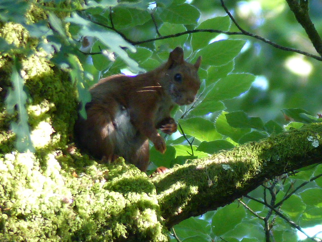 [Sciurus vulgaris] écureuil sans pinceau aux oreilles P1170810