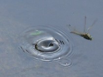 [Orthetrum cancellatum] Femelle en ponte? P1170815