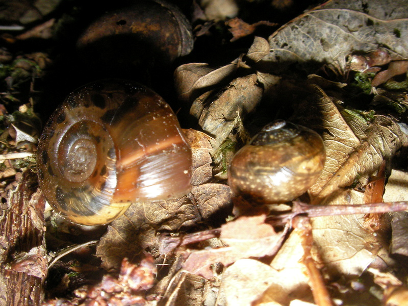 [Elona quimperiana & Cornu aspersum] gastéropode indeterminé??? Sany1410