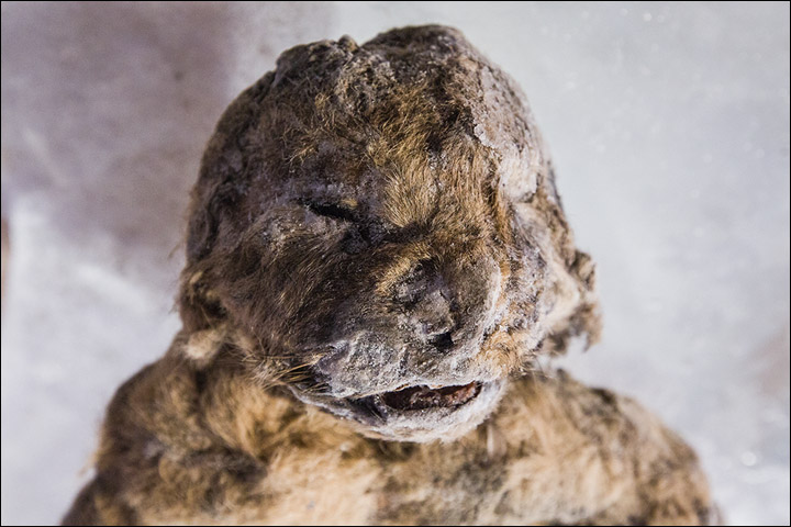[Paléontologie] Découverte de deux lionceaux des cavernes, les mieux conservés de l'histoire (octobre 2015) 813a7010