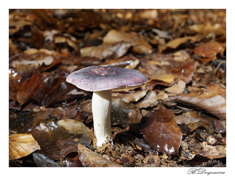 Champignons Champi10