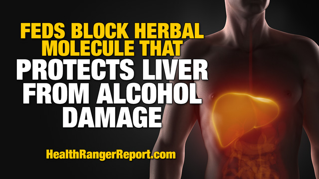 Natural News - Feds block herbal molecule that makes drinking alcohol less dangerous to your liver — Health Ranger Feds-b10