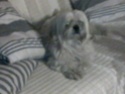 BLUE - Lhassa Apso - 4 ans - LOF 28122011